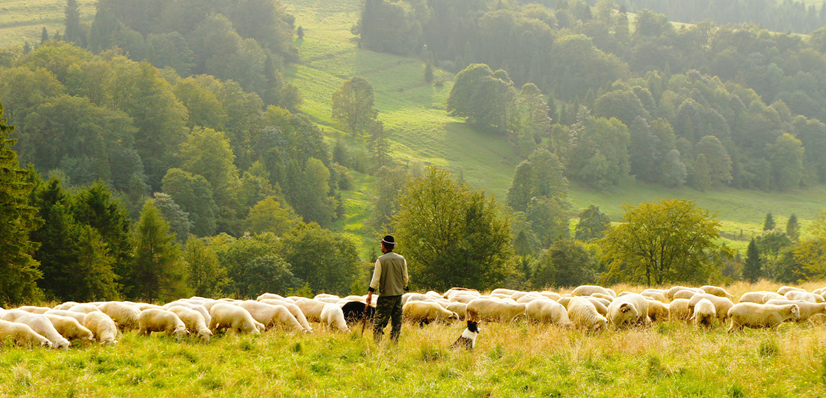 Merino sheep grazing freely on pasture, ethically raised for their high-quality wool—naturally soft, breathable, and resilient, used in Merino Protect apparel designed for performance through nature.